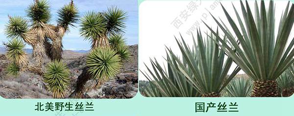 北美丝兰和国产丝兰