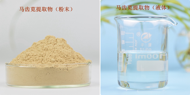 马齿苋提取物